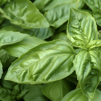 Basil Sweet ct Linalool Organic EO