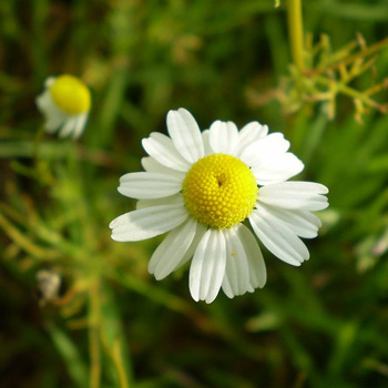 Chamomile, Blue CO2 - Organic | Eden Botanicals