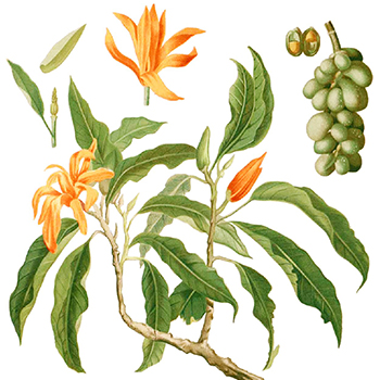 Essential oil - Magnolia champaca - 10ml - Pestik.cz