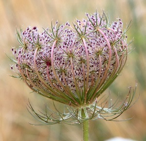 Queen Anne's Lace Seed, Daucus carota Seed