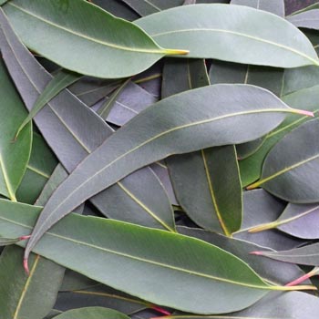  Organic Essential Oil - Eucalyptus Radie by Puressentiel for  Unisex - 0.3 oz Oil : Health & Household