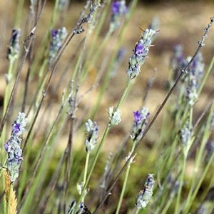 Lavender, Spike - Organic