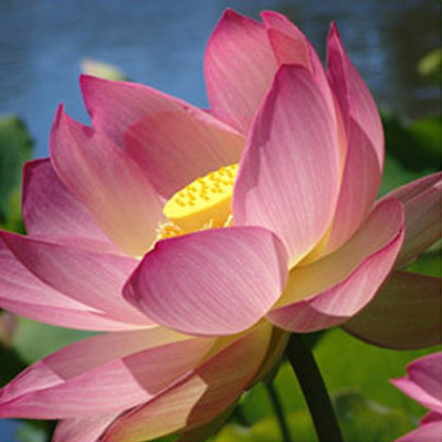 Pink Lotus Absolute for Natural Perfumery