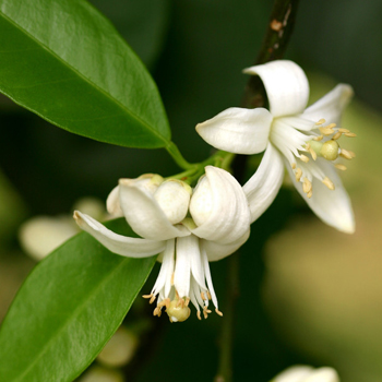 PURE ORANGE BLOSSOM ABSOLUTE Citrus aurantium var.amara NATURAL