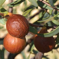 Sandalwood Nut CO2 | Eden Botanicals