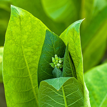 Tobacco Absolute for Natural Perfumery