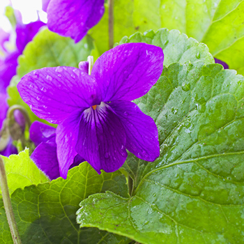 Violet Leaf Pure & Natural Essential Oil Viola Odorata by Bangota 5ml to  100ml Glass Bottle and 250ml to 1000ml Aluminium Bottle -  Denmark