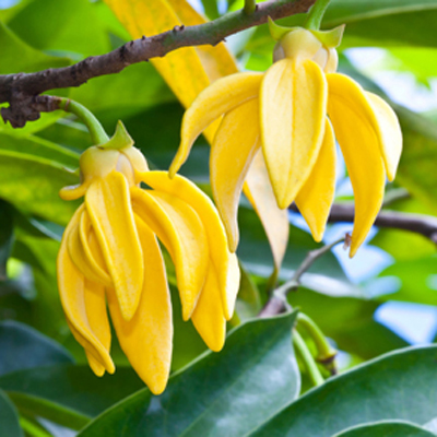 Organic Ylang Ylang I Essential Oil